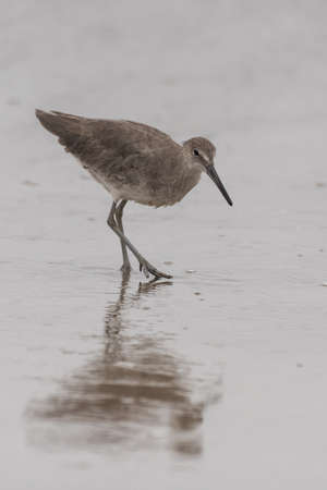 Instincts take over for marine Willet bird searching the wet sand for evidence of a potential...