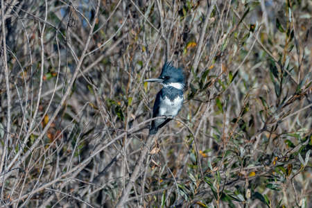Belted Kingfisher bird satisfied to perch on the mangrove tree branch while looking to left in the estuary.の写真素材