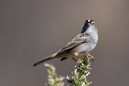 White crowned sparrow clings to top of vegetation out on the nature trail.の写真素材