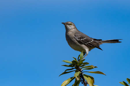 Mockingbird perched on the very top of the tree has birds eye view against the blue sky.