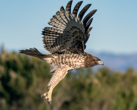 Juvenile Coopers Hawk flapping stripped colored wings during take off with sharp talons dangling below.の写真素材