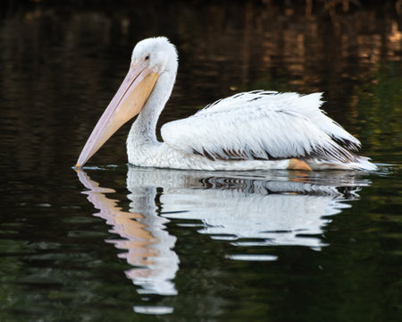 Side profile of large White Pelican floats on the pond water surface with reflection with bill slightly submerged in the lagoon.の写真素材