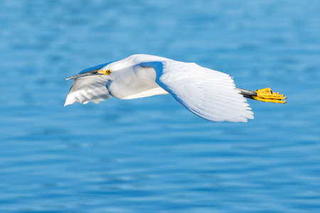 Graceful and beautiful Snowy White Egret bird has spread wiings while gliding over the lagoon pond...