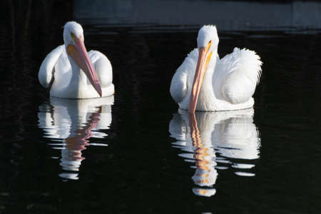 Pair of White Pelicans have beaks turned toward each other with reflection showing in pond water.の写真素材