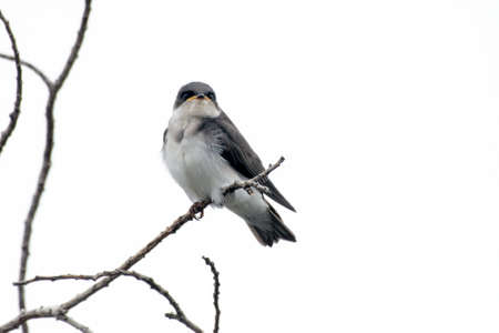 Tree Sparrow perched high up on a deadwood tree branch with pre summer overcasts sky above.の写真素材