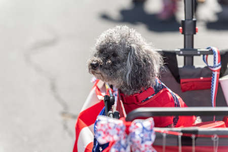Holiday parade in small town is perfect place to walk the grey Bichon Frise dog in comfortable...