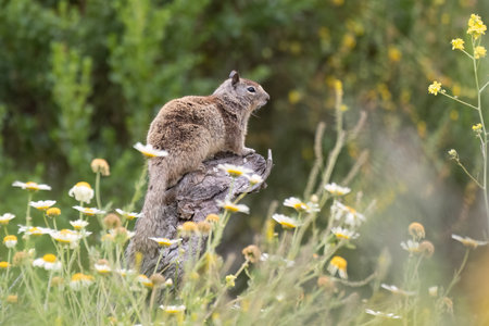 Cute ground squirrel perched on a deadwood stump above the wildflowers of the estuary.の写真素材