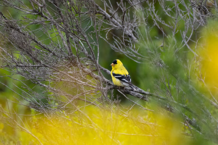 American Goldfinch bird is perched on branch with bright yellow colors contrasting with the greenery background.の写真素材