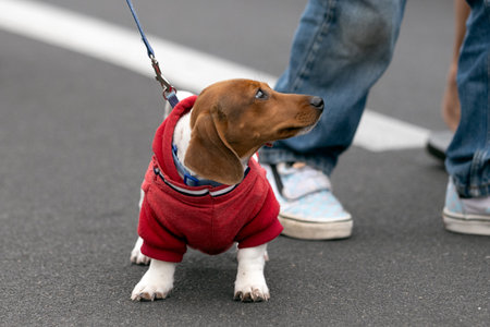 Family dachshund dog is dressed in 4th July costume while walking down the parade street.