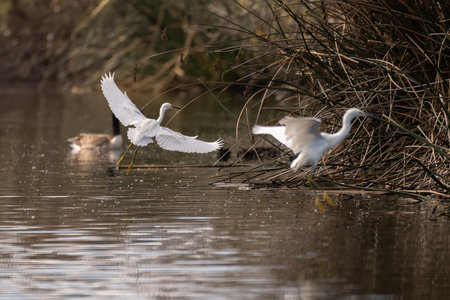 Snowy white egret waterbird glides iinto the shore vegetation to land alongside another bird.