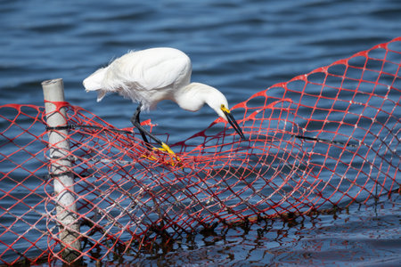 Snowy White Egret balances perfectly on safety fence while fishing along the estuary pond water.の写真素材