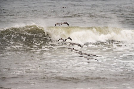 California Brown Pelican squadron elevating their flight path to avoid large breaking wave.の写真素材