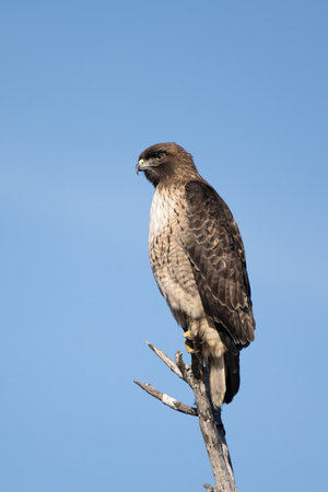 Northern Harrier bird of prey is comfortably balanced on a deadwood perch with an alert eye out for...
