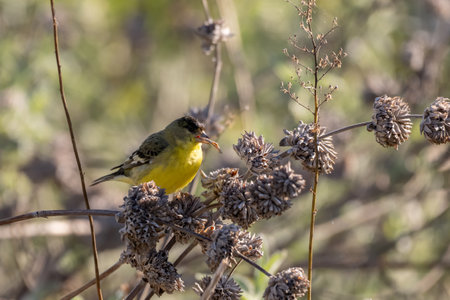 Lesser Goldfinch bird feeding off the wildflower plant while perched on branch.