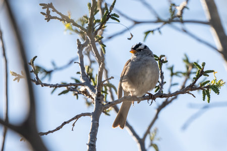 White crowned sparrow is comfortably perched on a branch during the early spring months in California.の写真素材