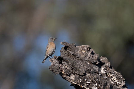 Female Western Bluebird is perched on sturdy deadwood log in the Meadows Preserve.の写真素材