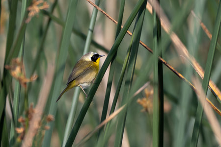 Adorable Common Yellowthroat bird clings to branch perch while looking off to the right.の写真素材
