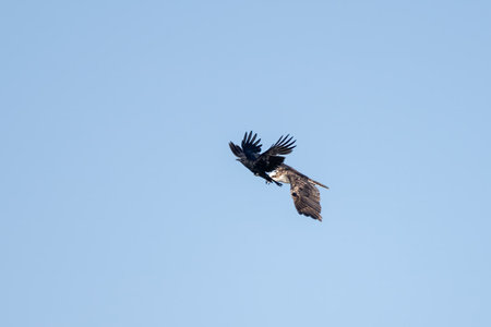 Fierce Osprey bird has wings spread wide in flight while biting a menacing crow in the tail...