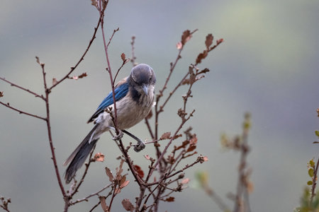 Proud Scrub Jay bird clings tightly to branch perch while looking downの写真素材
