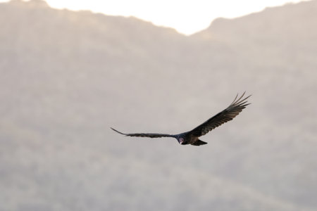 Large Turkey Vulture bird is looking straight ahead with wing spread wide in flight over the...