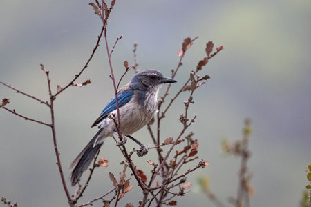 Proud Scrub Jay bird clings tightly to branch perch while looking to right.の写真素材