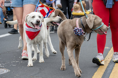 White labrador retriever dog wear patriotic red white and blue bandana during the Ventura 4th July...