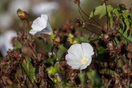 Island Morning Glory flowers bloom only on Santa Cruz Island of the Channel Islands National Park.
