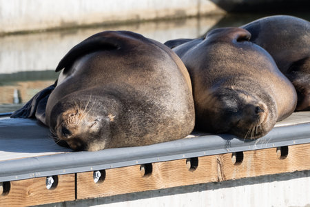Sea lions of Ventura Harbor, sleeping face up, are enjoying the sun while warming their body up on the dock.の写真素材