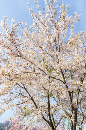 Cherry Blossoms of Doshi River in Yamanashi, Japan.の写真素材