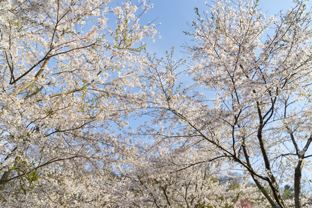 Cherry Blossoms of Doshi River in Yamanashi, Japan.の写真素材