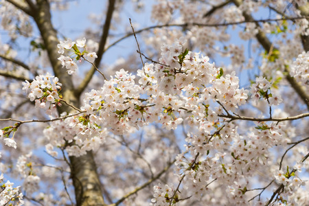 Cherry Blossoms of Doshi River in Yamanashi, Japan.の写真素材