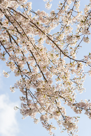 Cherry Blossoms of Doshi River in Yamanashi, Japan.の写真素材