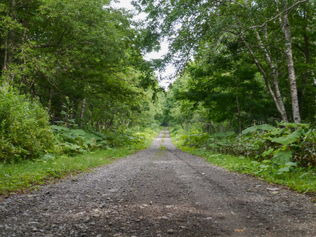 In a forest road in Hokkaido, Japanの写真素材