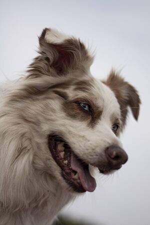 Beautiful dog posingの写真素材