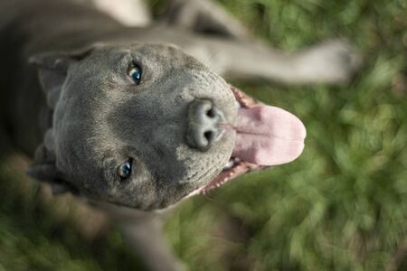 Beautiful dog, dogs posing in nature, in summer farm land, field.の写真素材