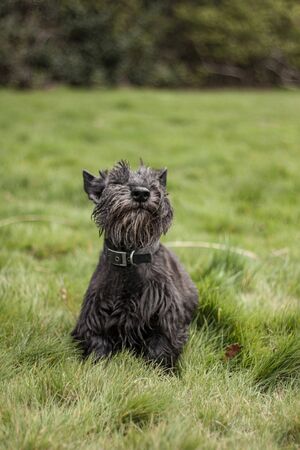 Beautiful dog, dogs posing in nature, in summer farm land, field.の写真素材