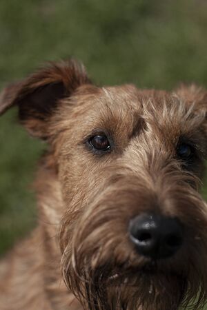 Beautiful dog, dogs posing in nature, in summer farm land, field.の写真素材