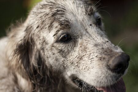 Beautiful dog, dogs posing in nature, in summer farm land, field.の写真素材