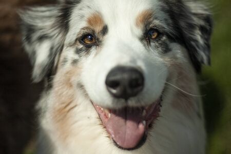 Beautiful dog, dogs posing in nature, in summer farm land, field.