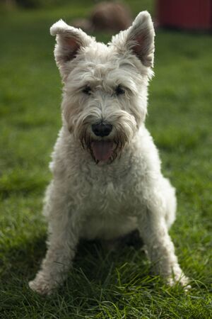 Beautiful dog, dogs posing in nature, in summer farm land, field.の写真素材