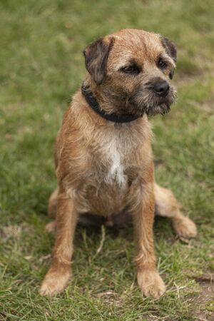 Beautiful dog, dogs posing in nature, in summer farm land, field.