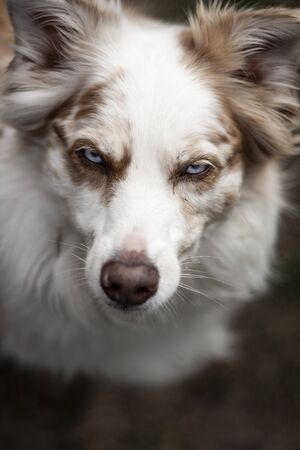 Beautiful dog, dogs posing in nature, in summer farm land, field.
