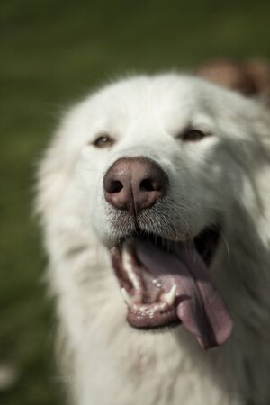Beautiful dog, dogs posing in nature, in summer farm land, field.