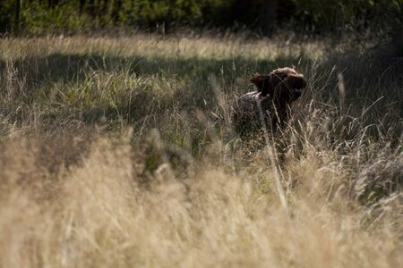 Beautiful dog, dogs posing in nature, in summer farm land, field.の写真素材