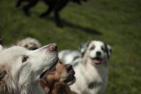 Beautiful dog, dogs posing in nature, in summer farm land, field.の写真素材