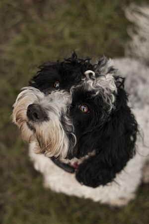 Beautiful dog, dogs posing in nature, in summer farm land, field.の写真素材