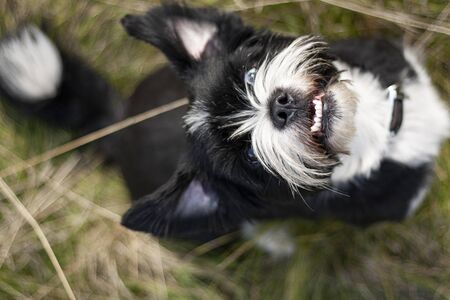 Beautiful dog, dogs posing in nature, in summer farm land, field.