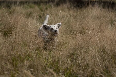 Beautiful dog, dogs posing in nature, in summer farm land, field.の写真素材