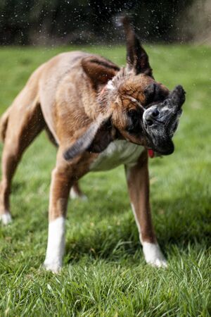 Beautiful dog, dogs posing in nature, in summer farm land, field.の写真素材