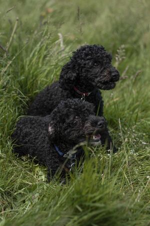 Beautiful dog, dogs posing in nature, in summer farm land, field.